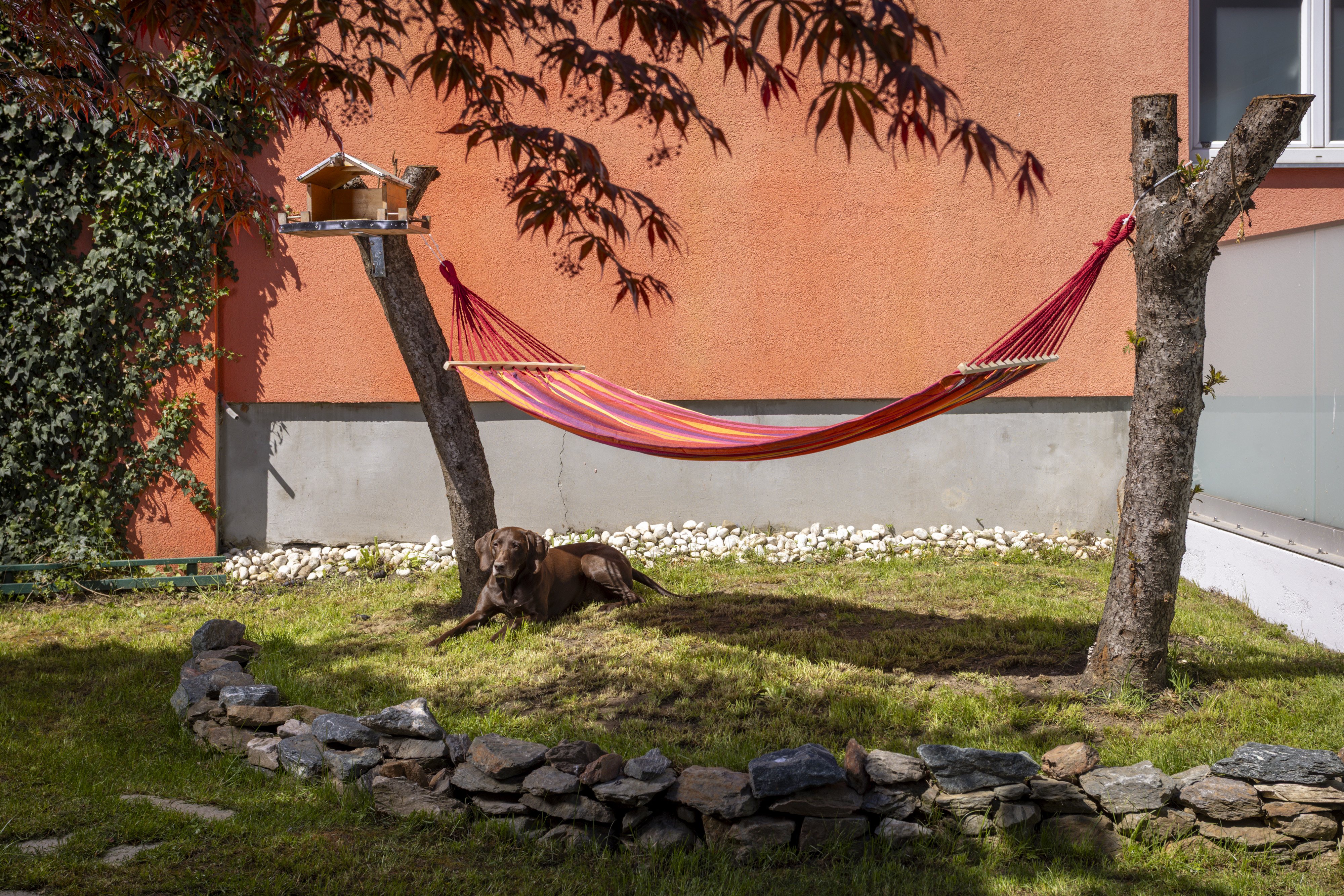 Hund im Garten der Villa 216